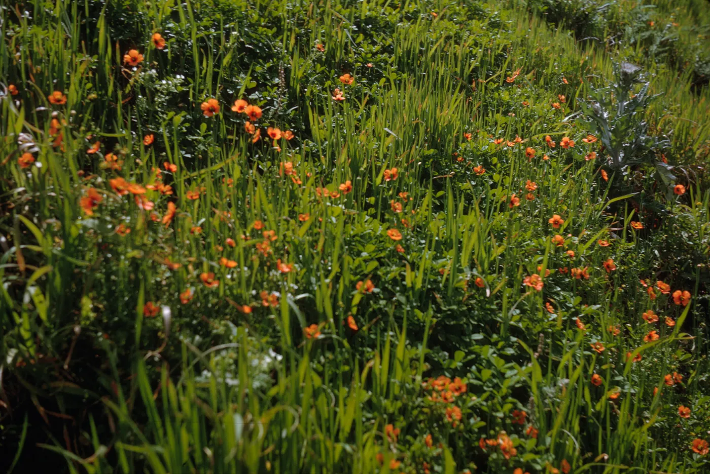 plants on San Miguel Island, Willow Canyon