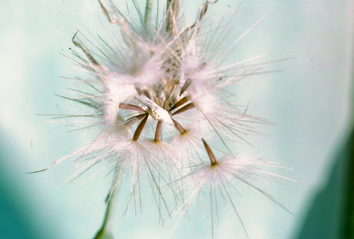 Hypochaeris glabra