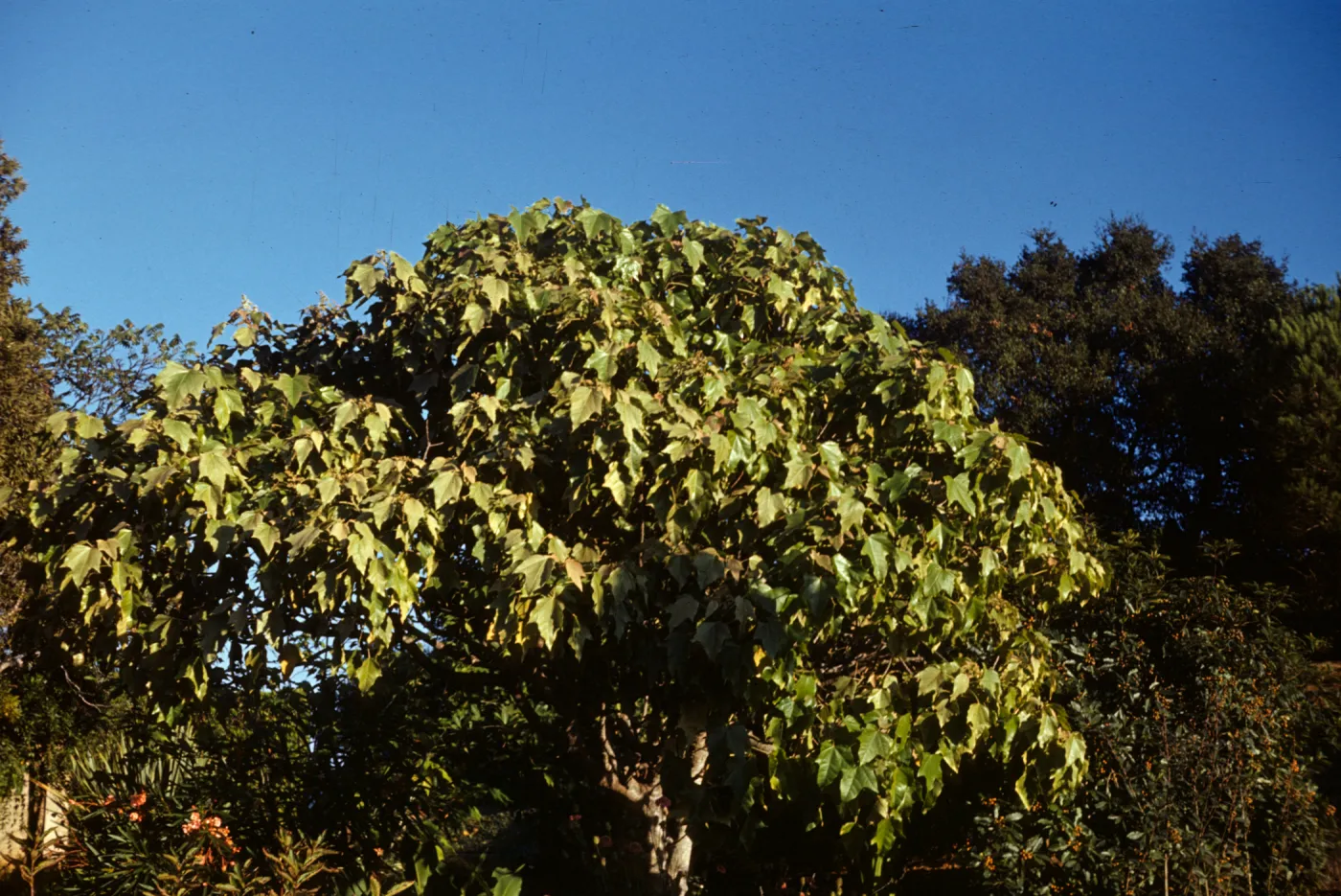 Aleurites