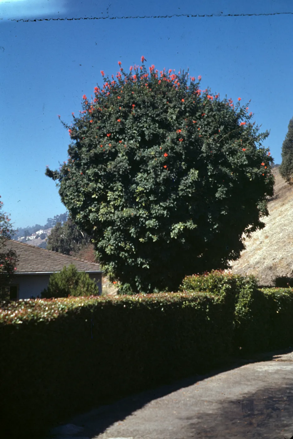 Tecoma capensis (Tecomaria capensis)