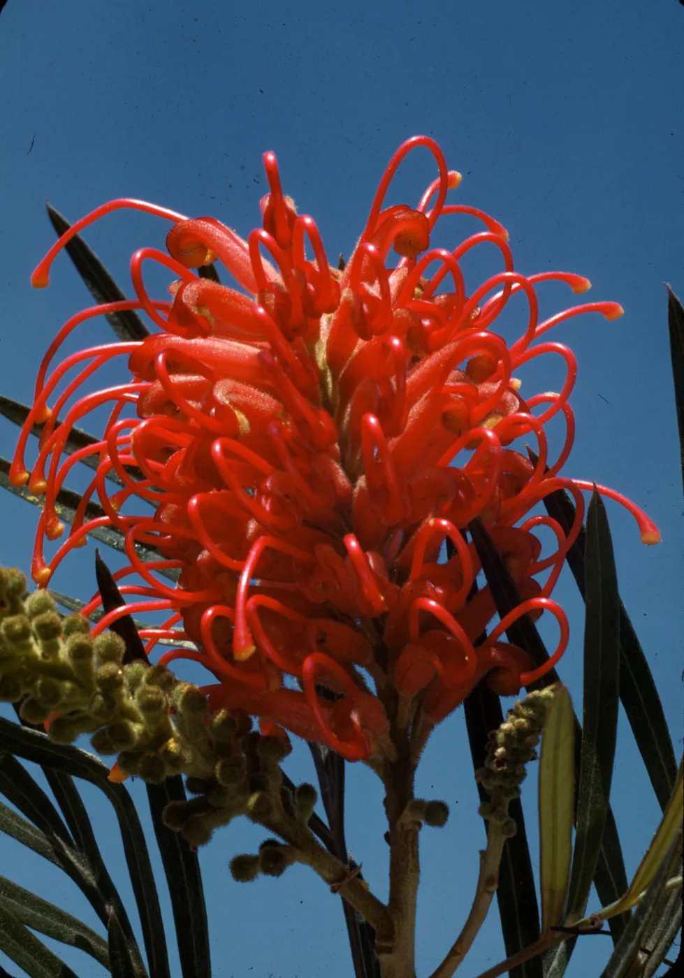 Grevillea banksii