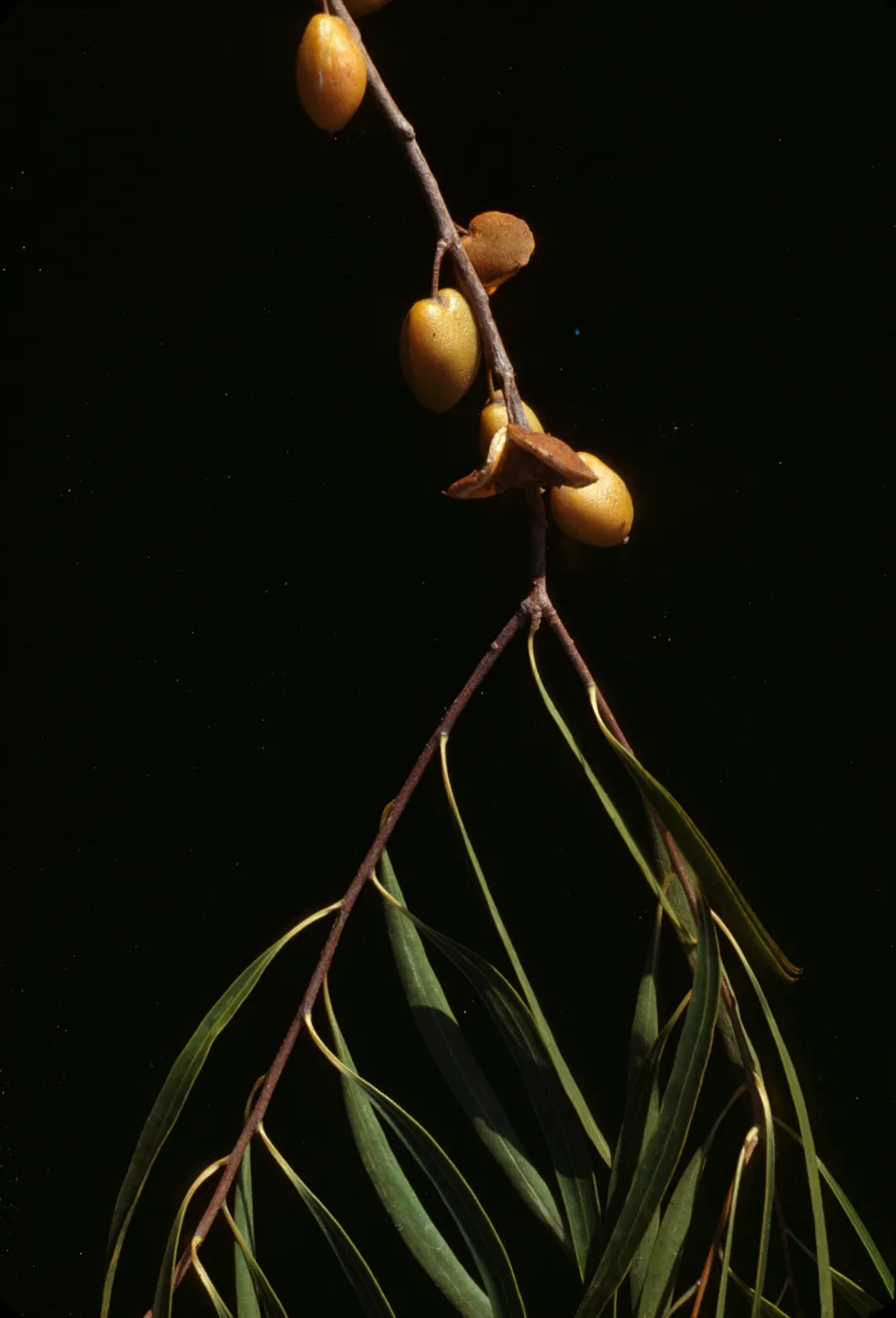 Pittosporum phylliraeoides 