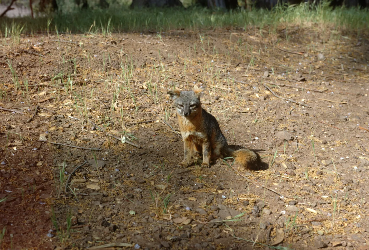 Island Fox, Santa Cruz Island