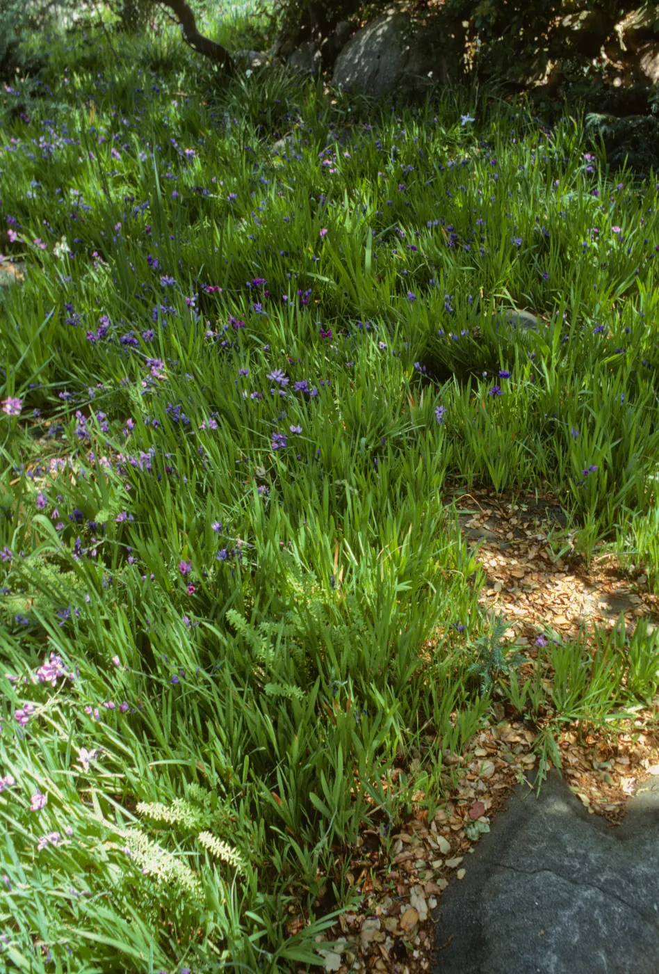 Blue-Eyed Grass in De Forest Home Garden