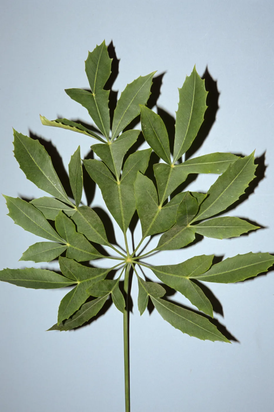 Cussonia spicata
