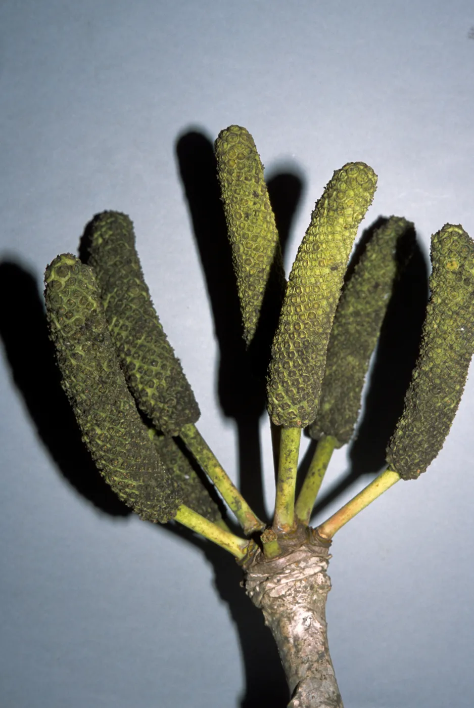 Cussonia spicata