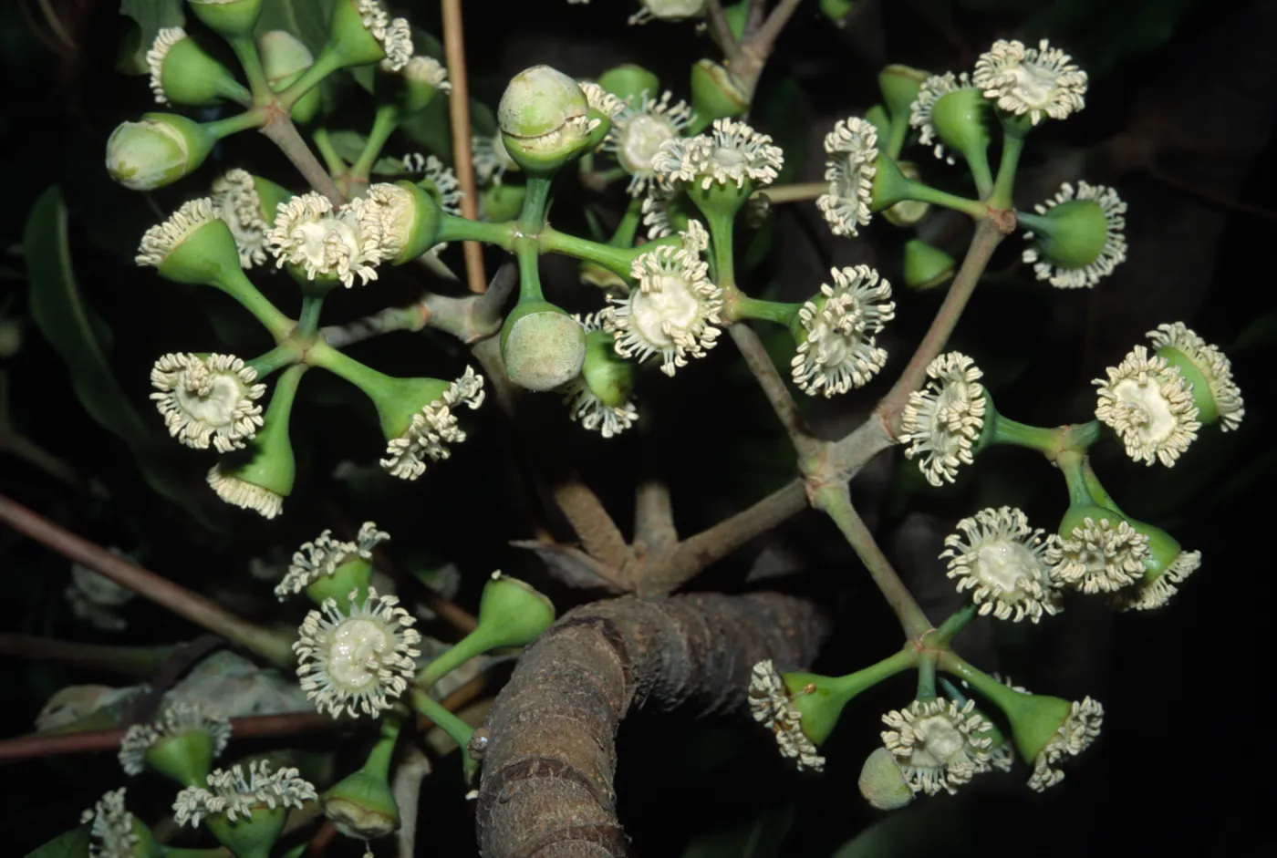 Schefflera pueckleri