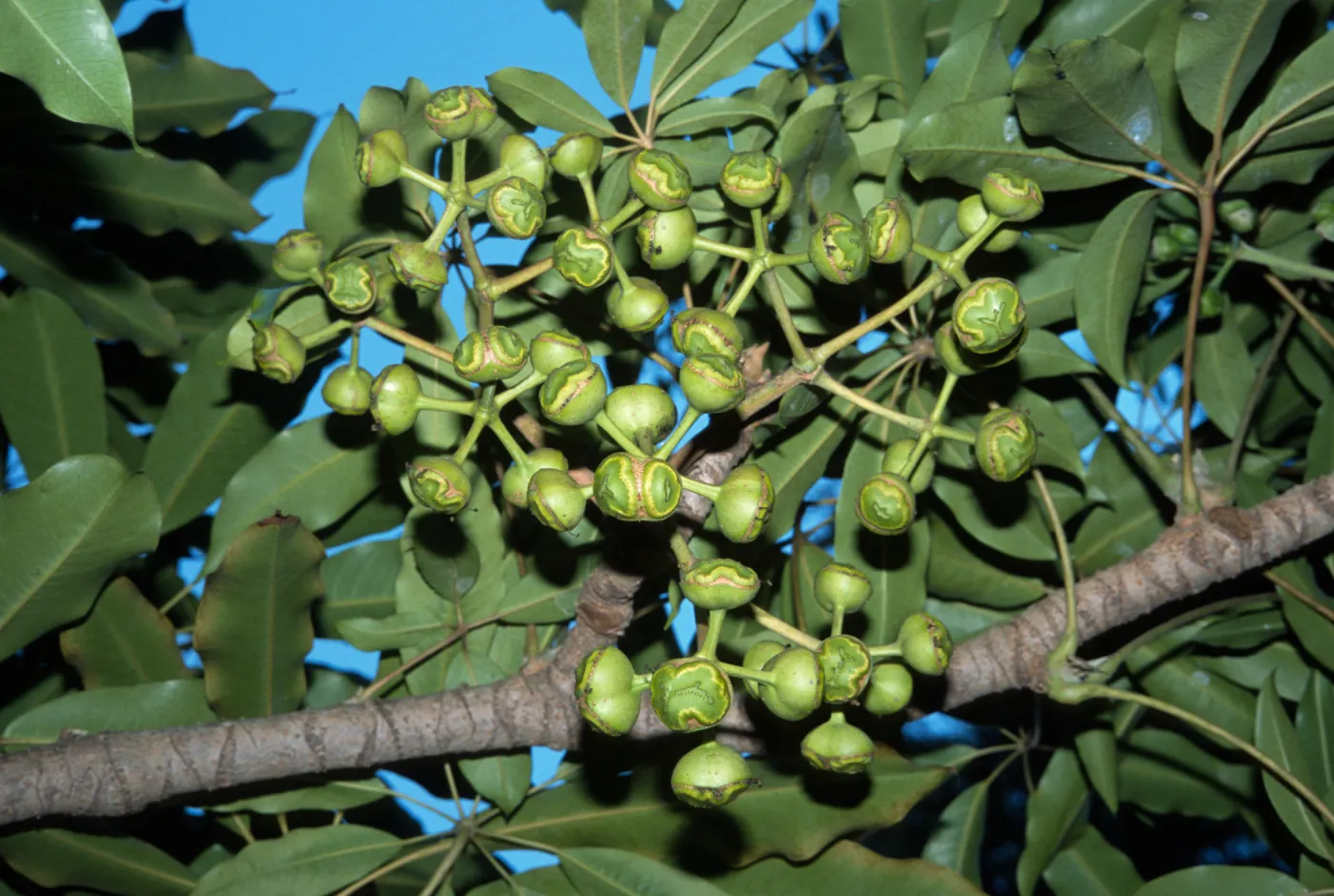 Schefflera pueckleri