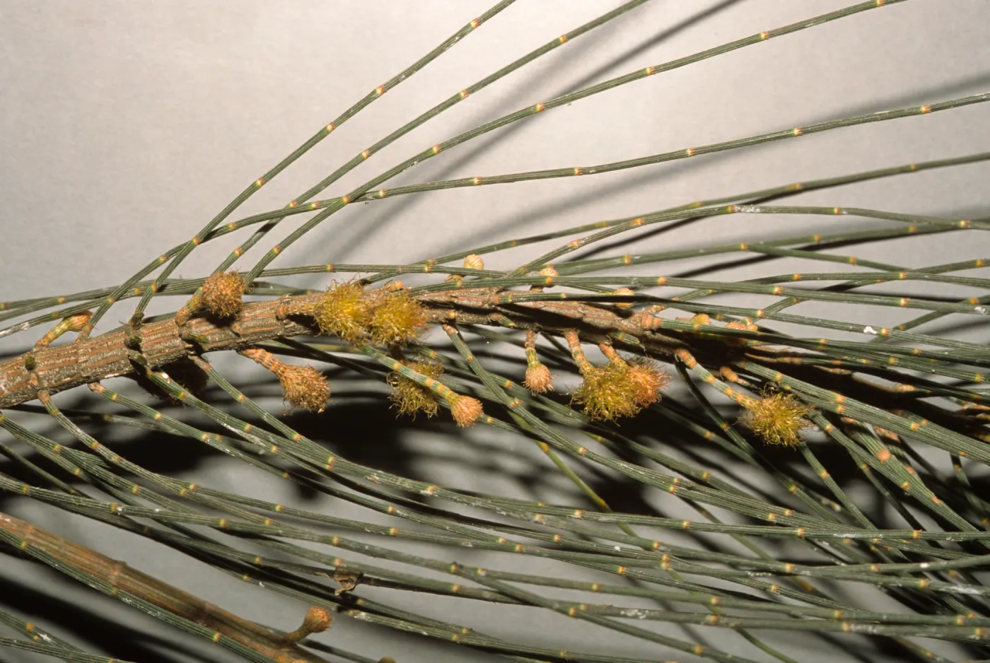 Allocasuarina verticillata