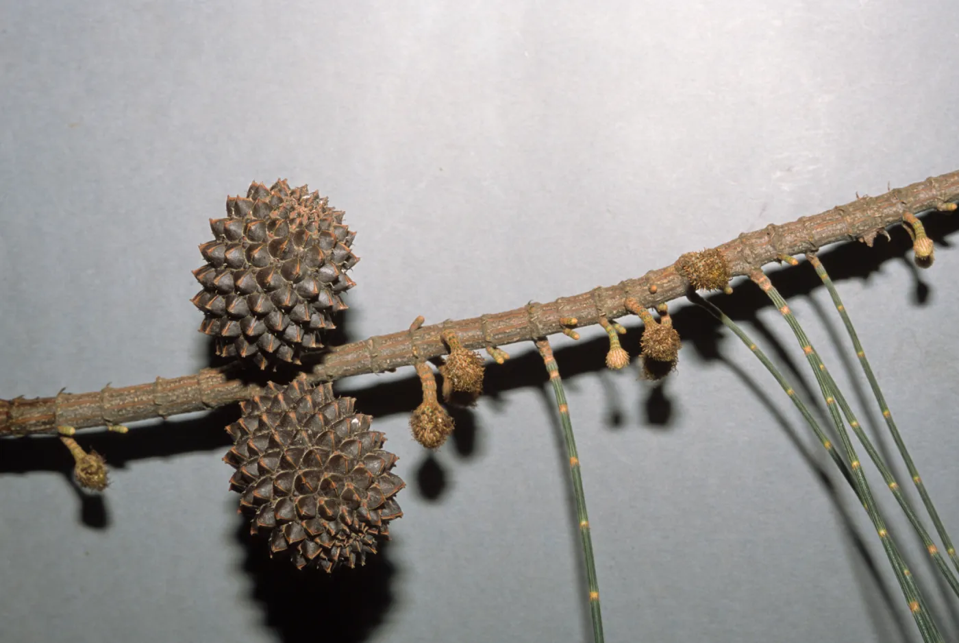 Allocasuarina verticillata