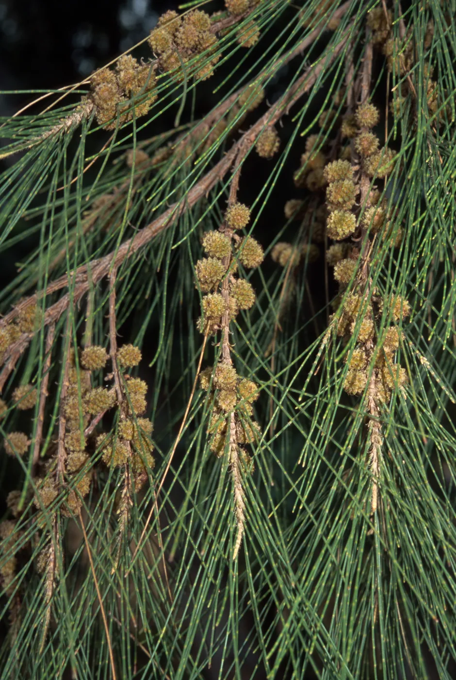 Casuarina cunninghamiana