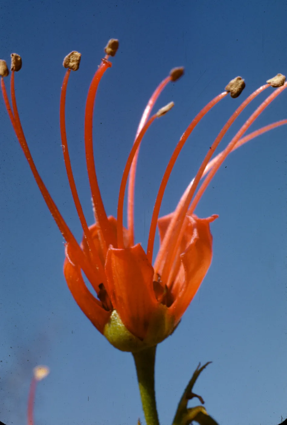 Greyia sutherlandii