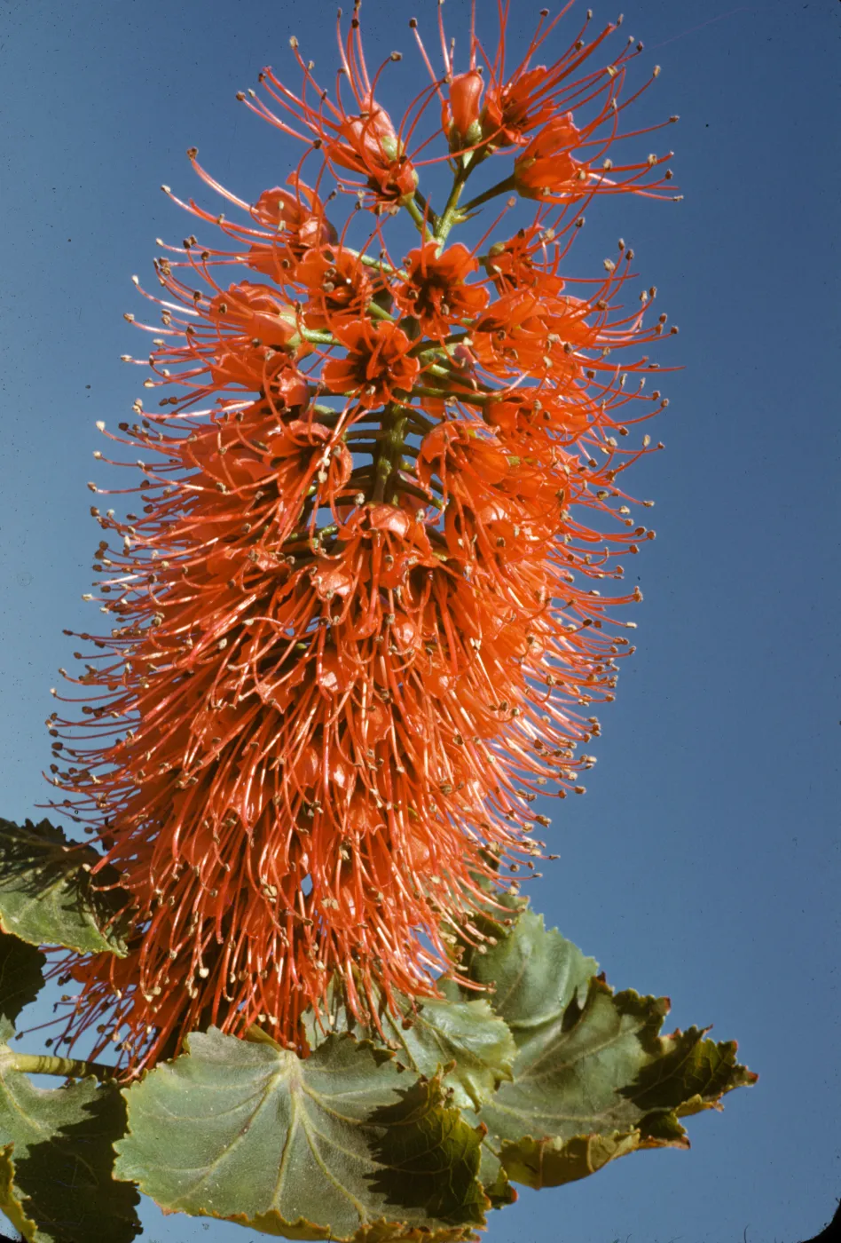 Greyia sutherlandii