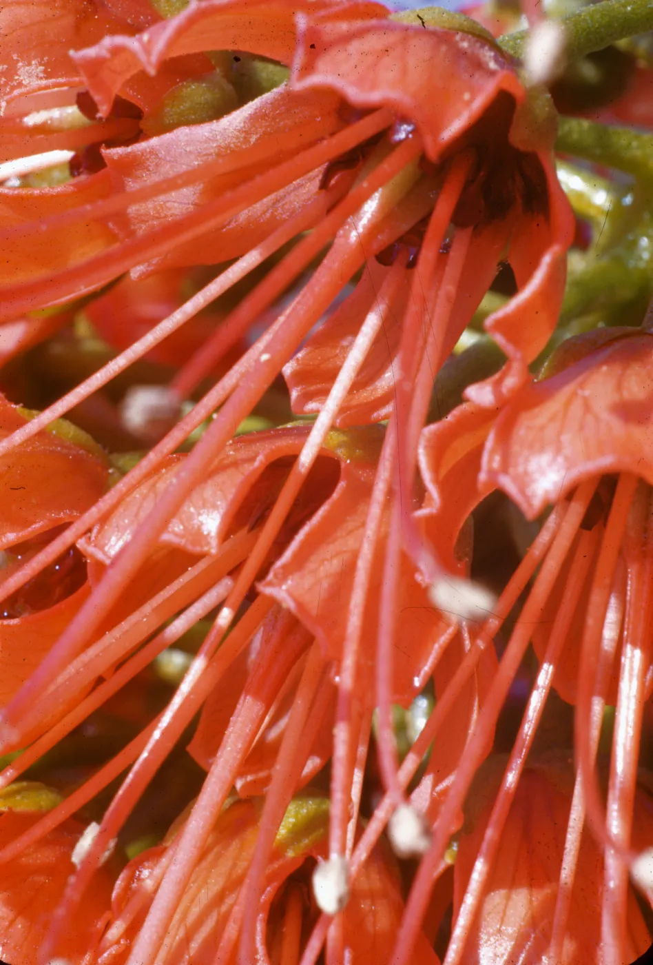 Greyia sutherlandii