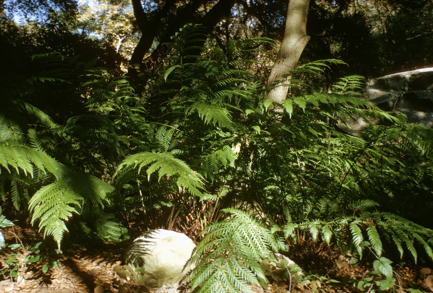 Wodwardia fern, SBBG