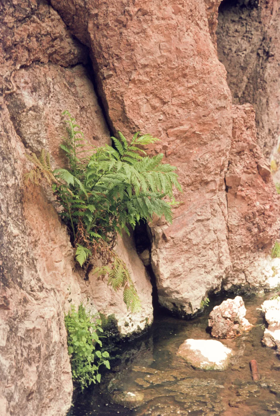 Woodwardia fern, Pinnacles National Monument
