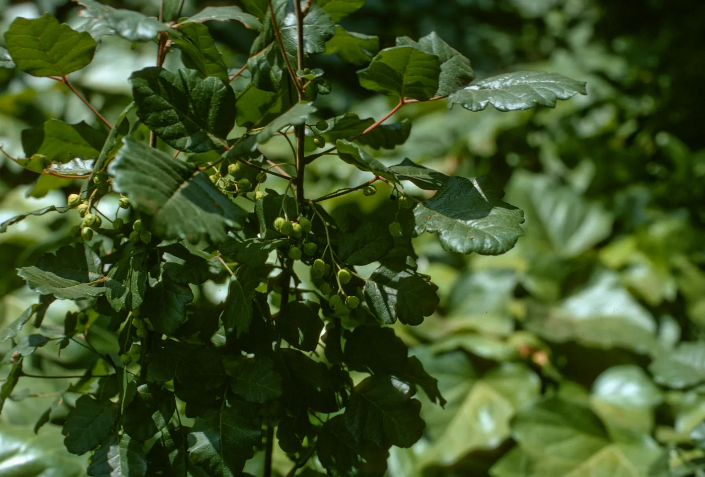 Rhus diversiloba