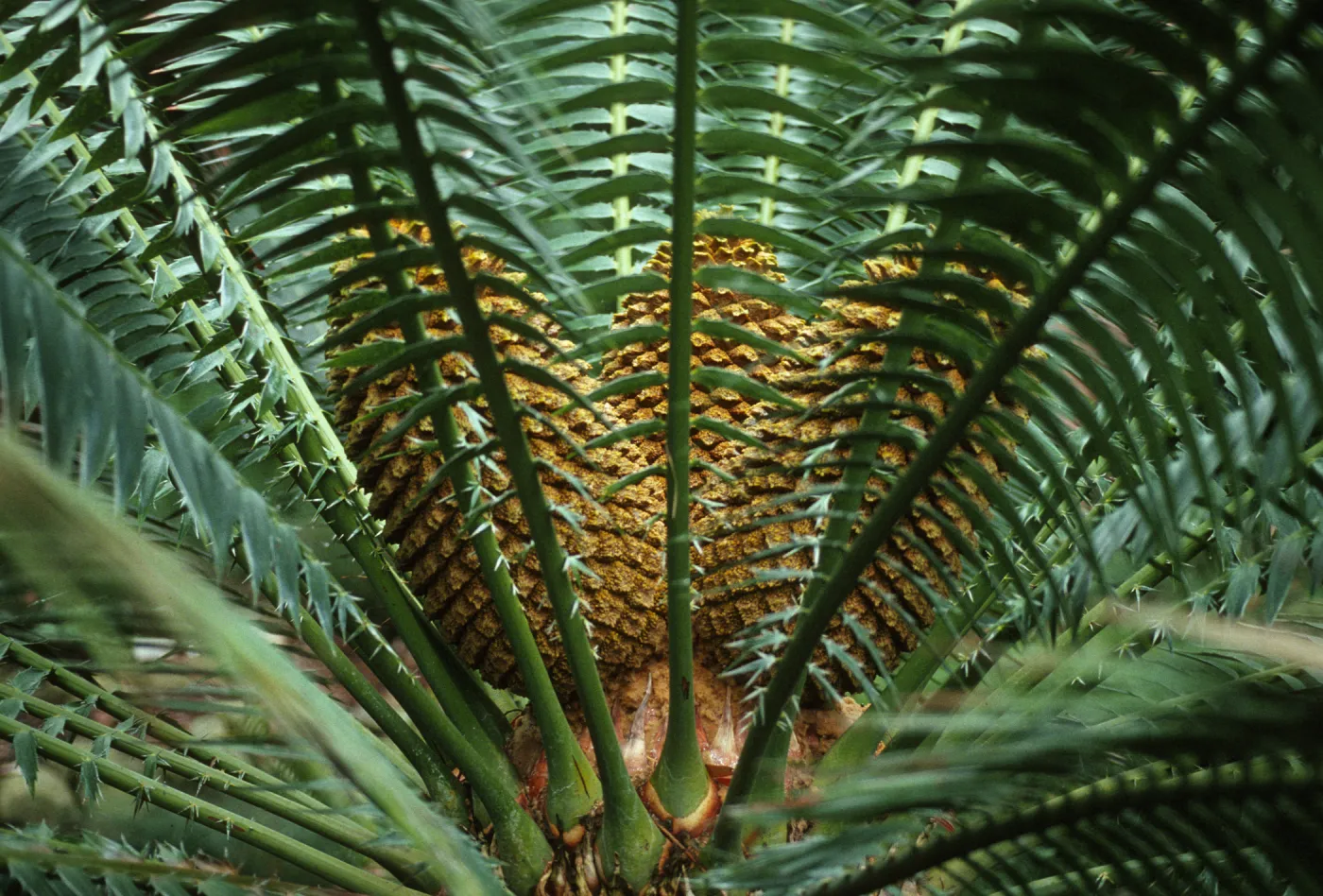 Encephalartos
