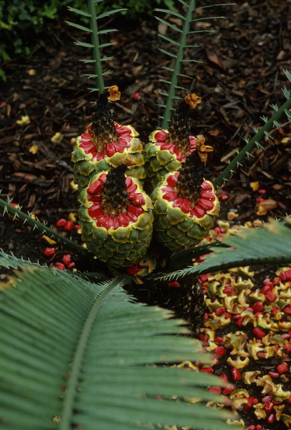 Encephalartos