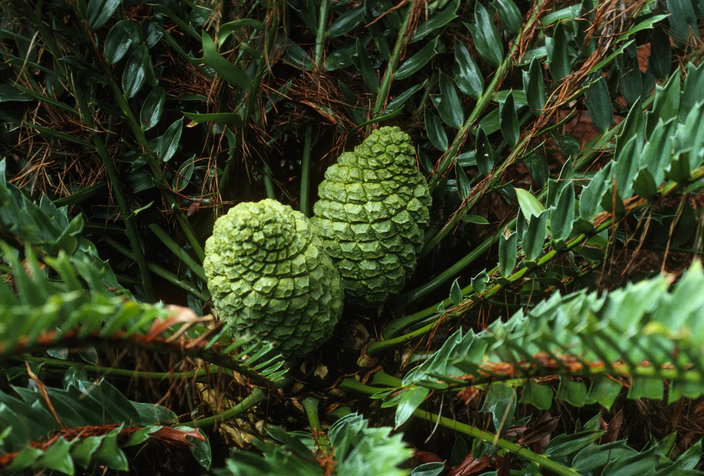 Encephalartos