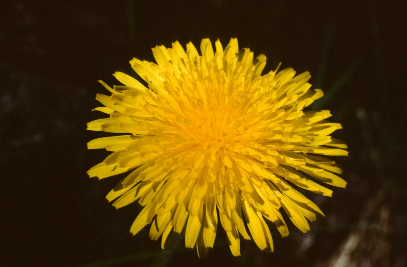 Taraxacum officinale