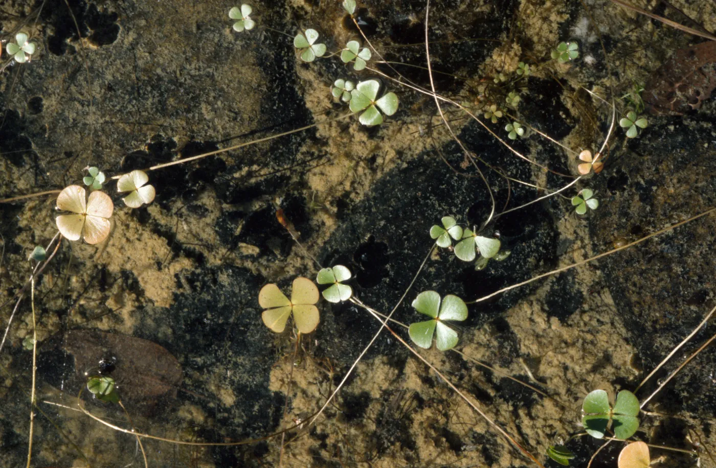 Marsilea vestita
