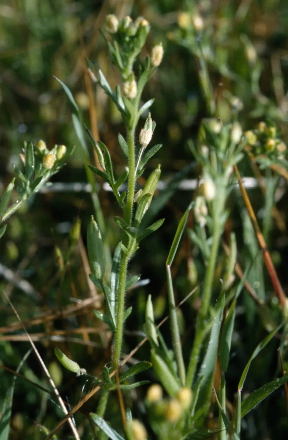 Tropidocarpum