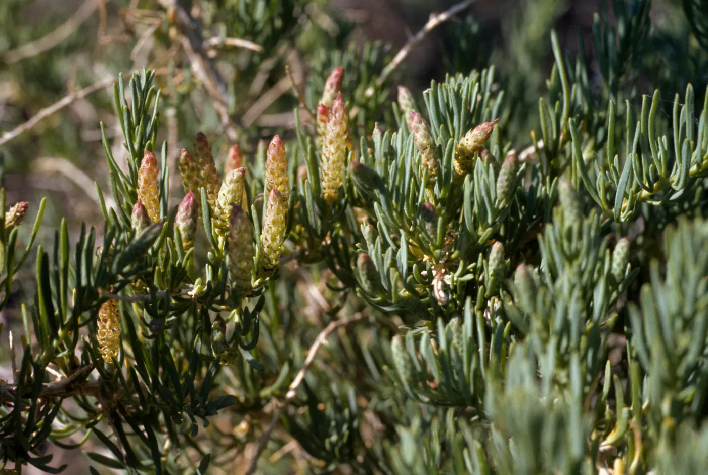Sarcobatus vermiculatus