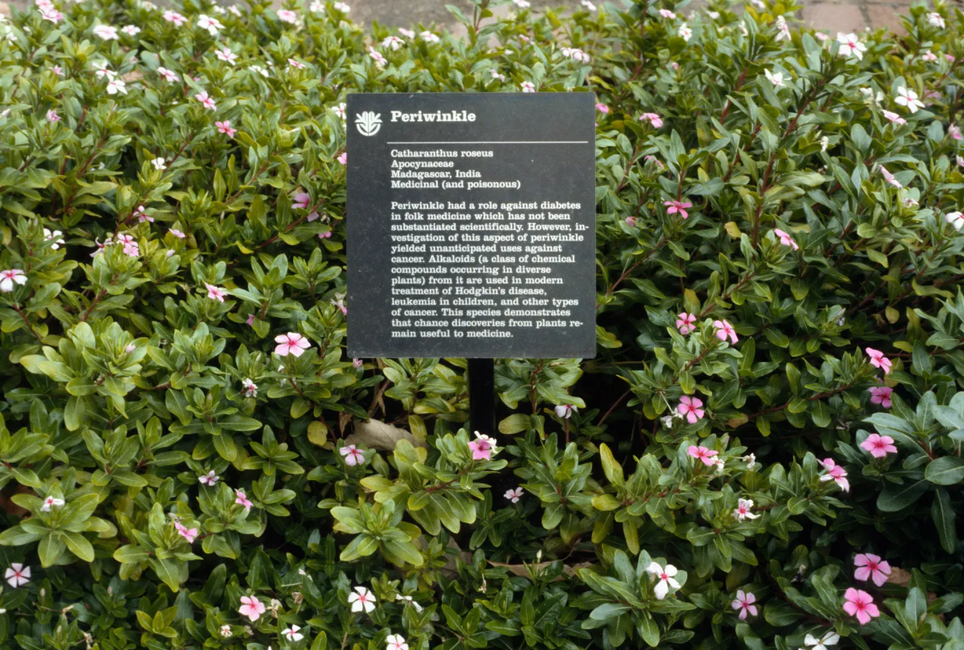 Vinca