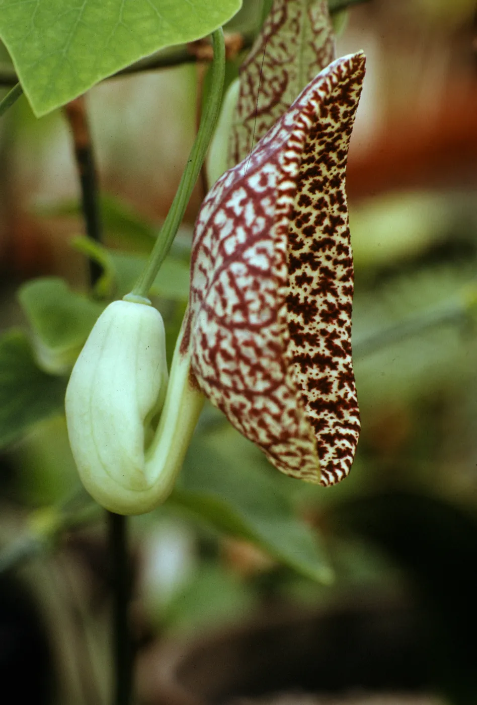 Aristolochia