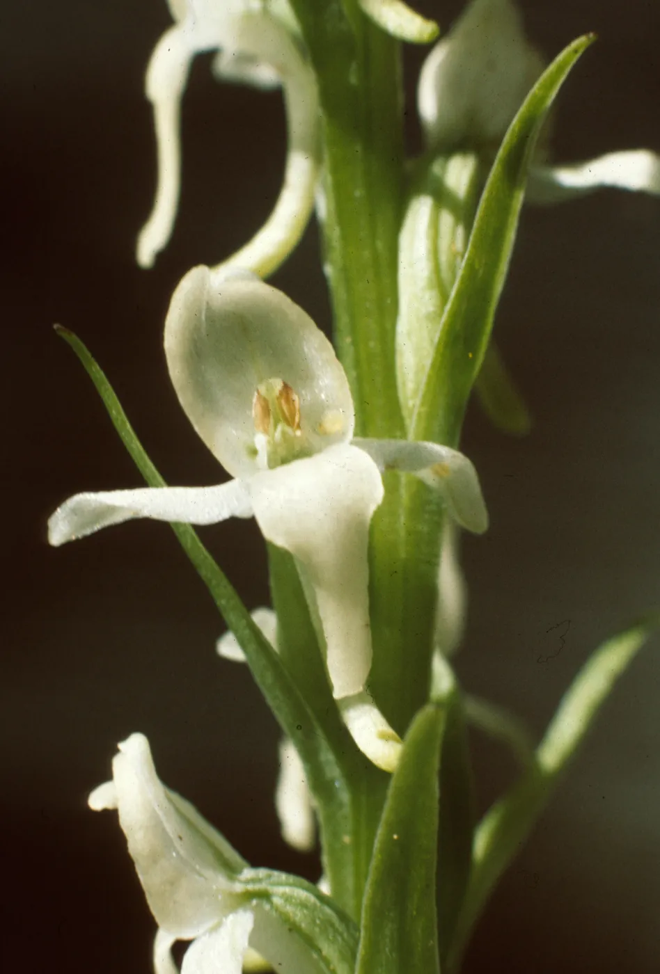 Platanthera