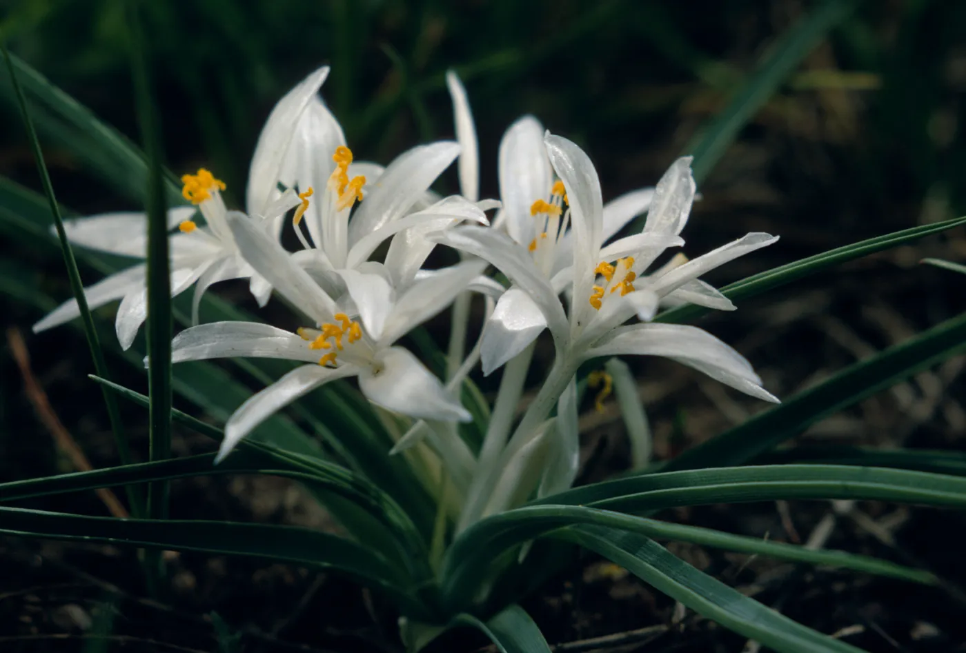Leucocrinum montanus