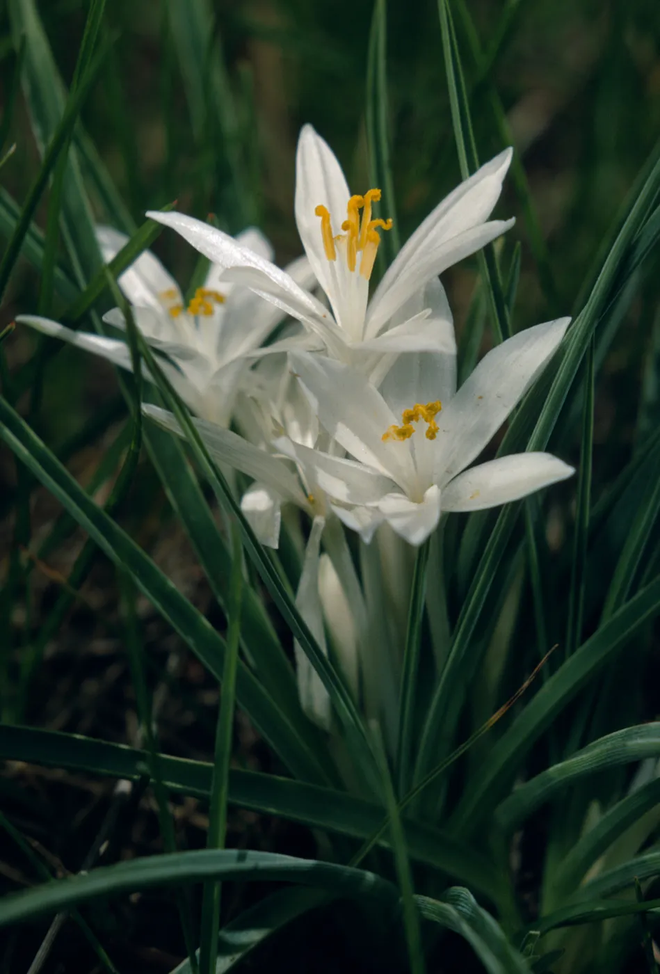 Leucocrinum montanus