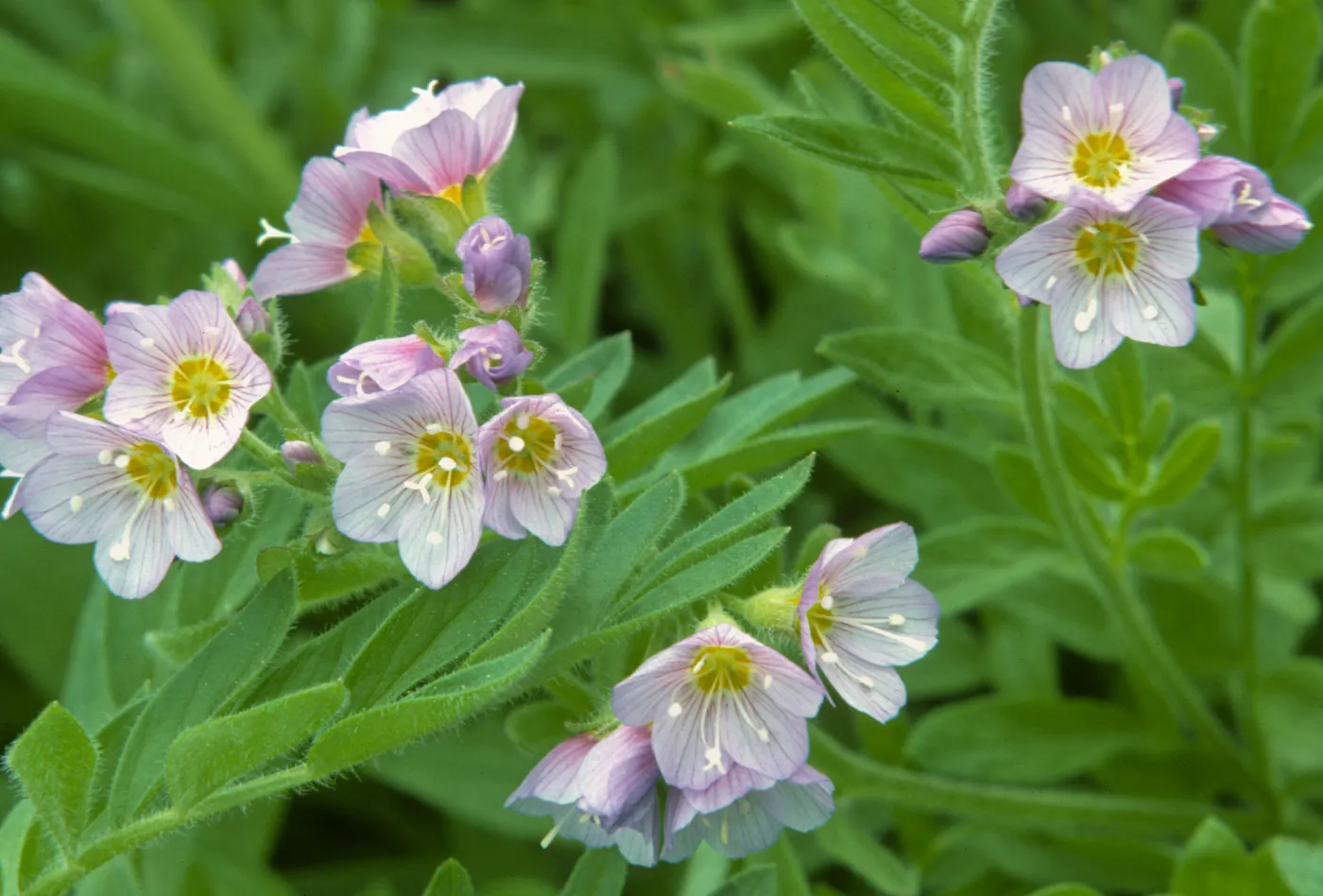 Polemonium pulcherrimum