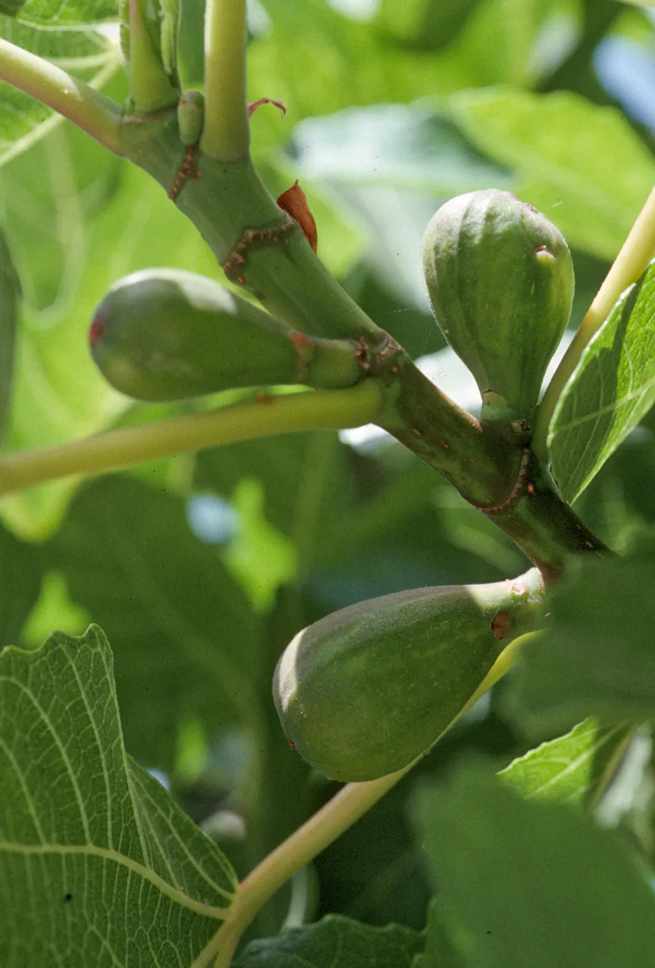 ficus