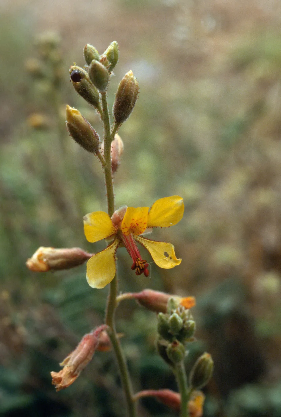 Hoffmanseggia densiflora