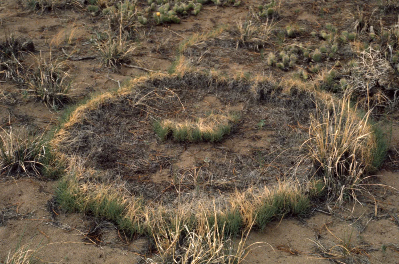 Muhlenbergia torreyi
