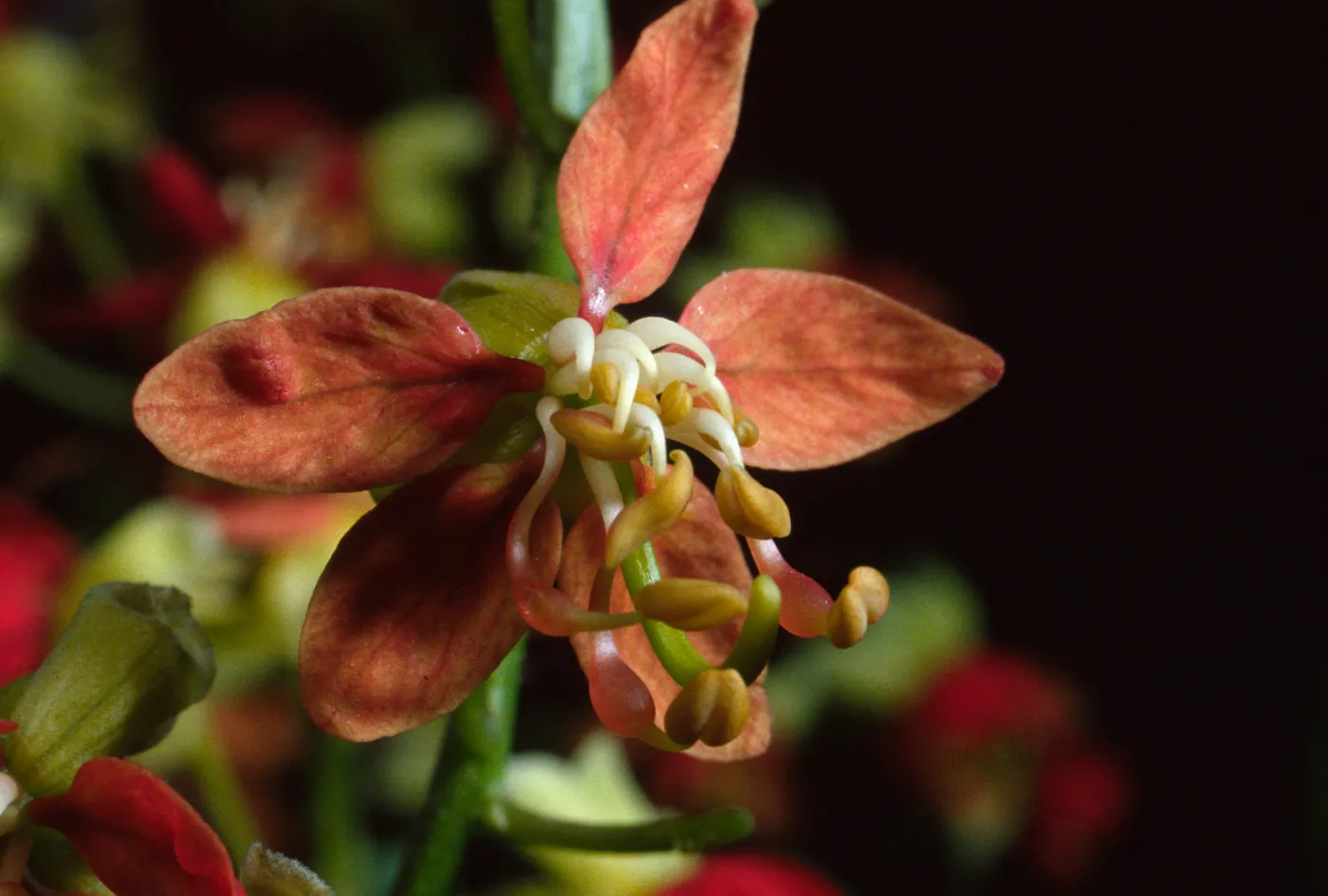 Hoffmannseggia densiflora
