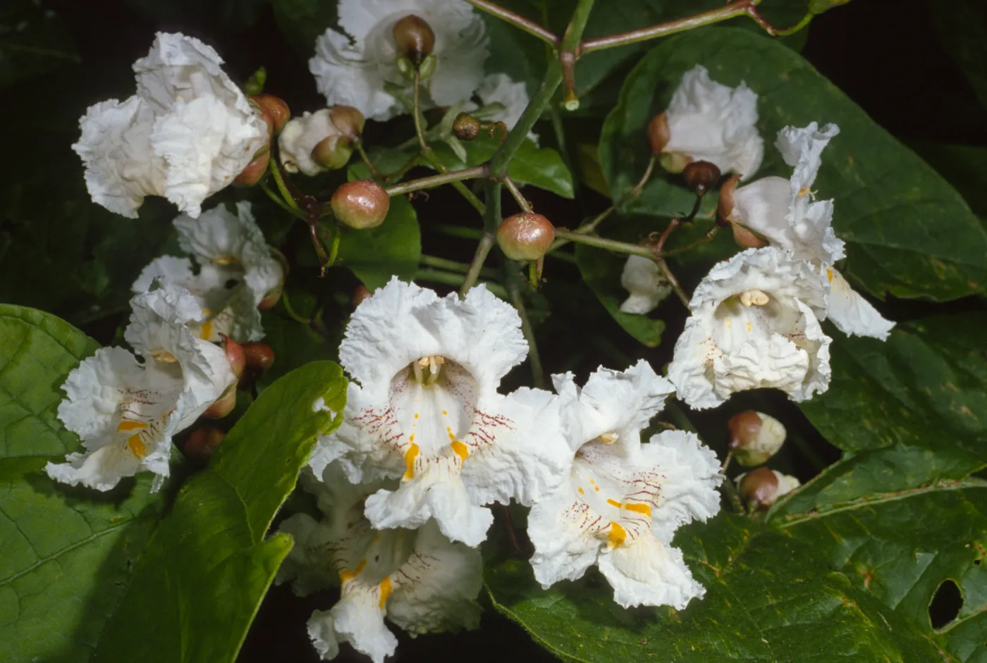 Catalpa