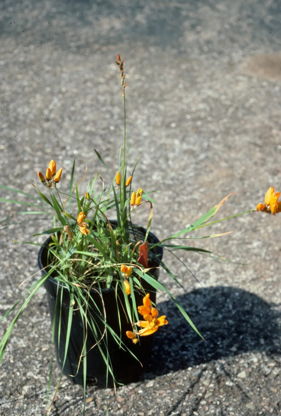 Ixia Maculata I23