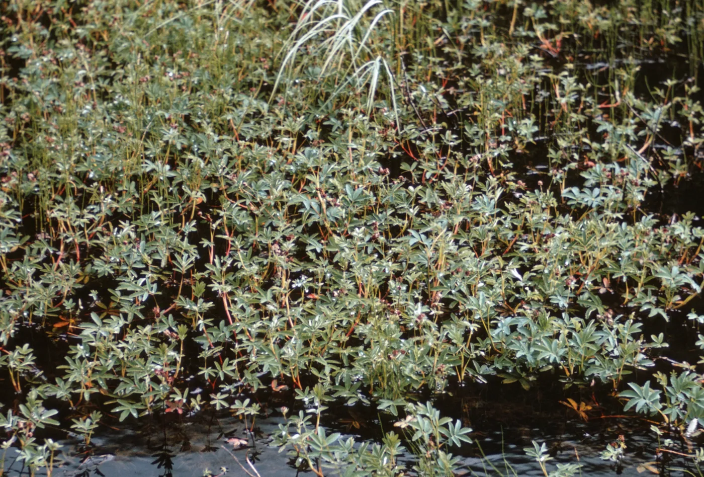 Potentilla palustris, Alaska