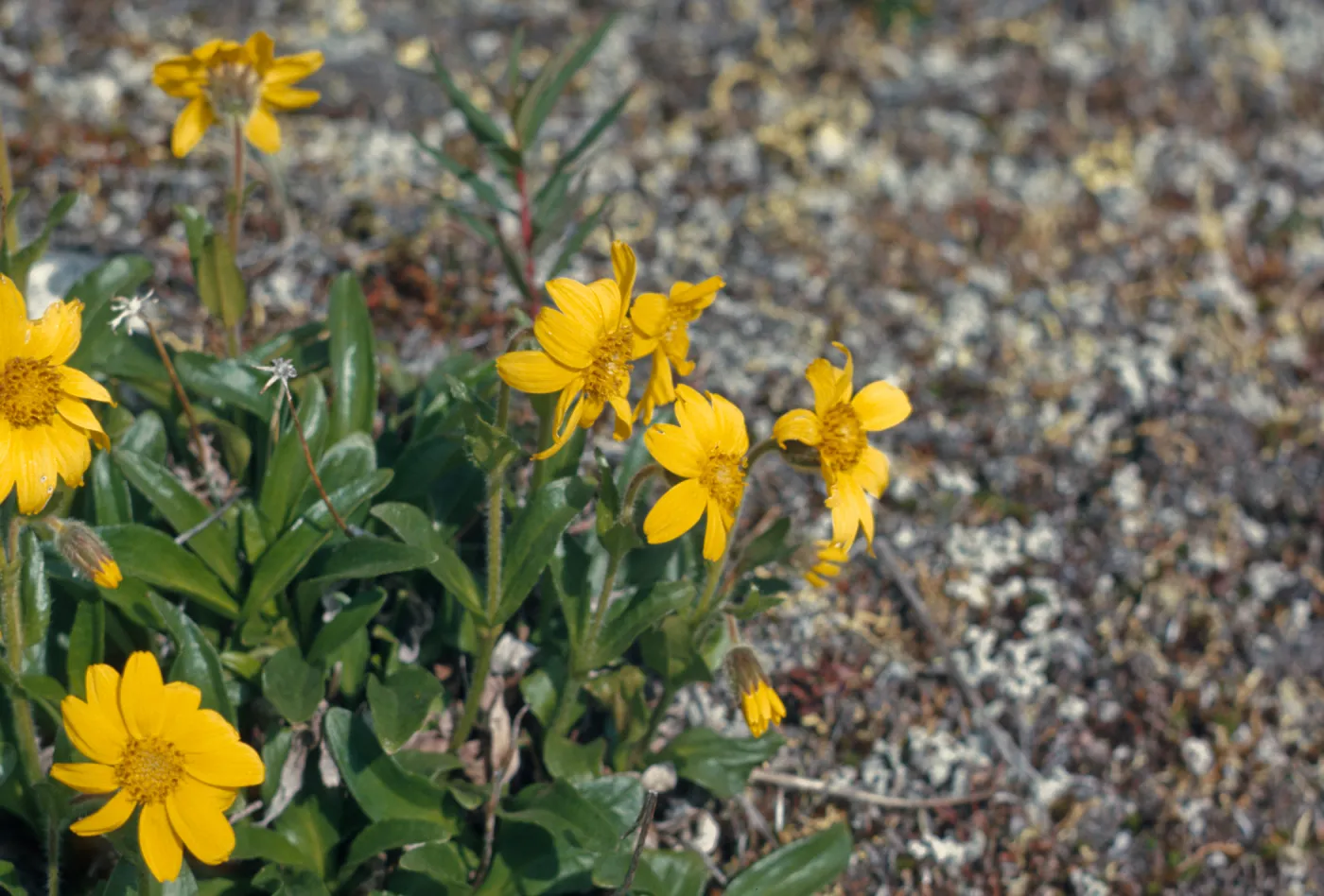 Arnica, alpine, composite, Richardson Hwy, Alaska