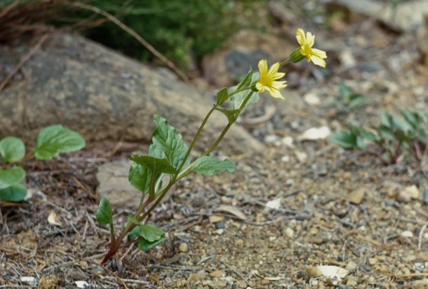 Arnica cernua, Cave Junction, Oregon