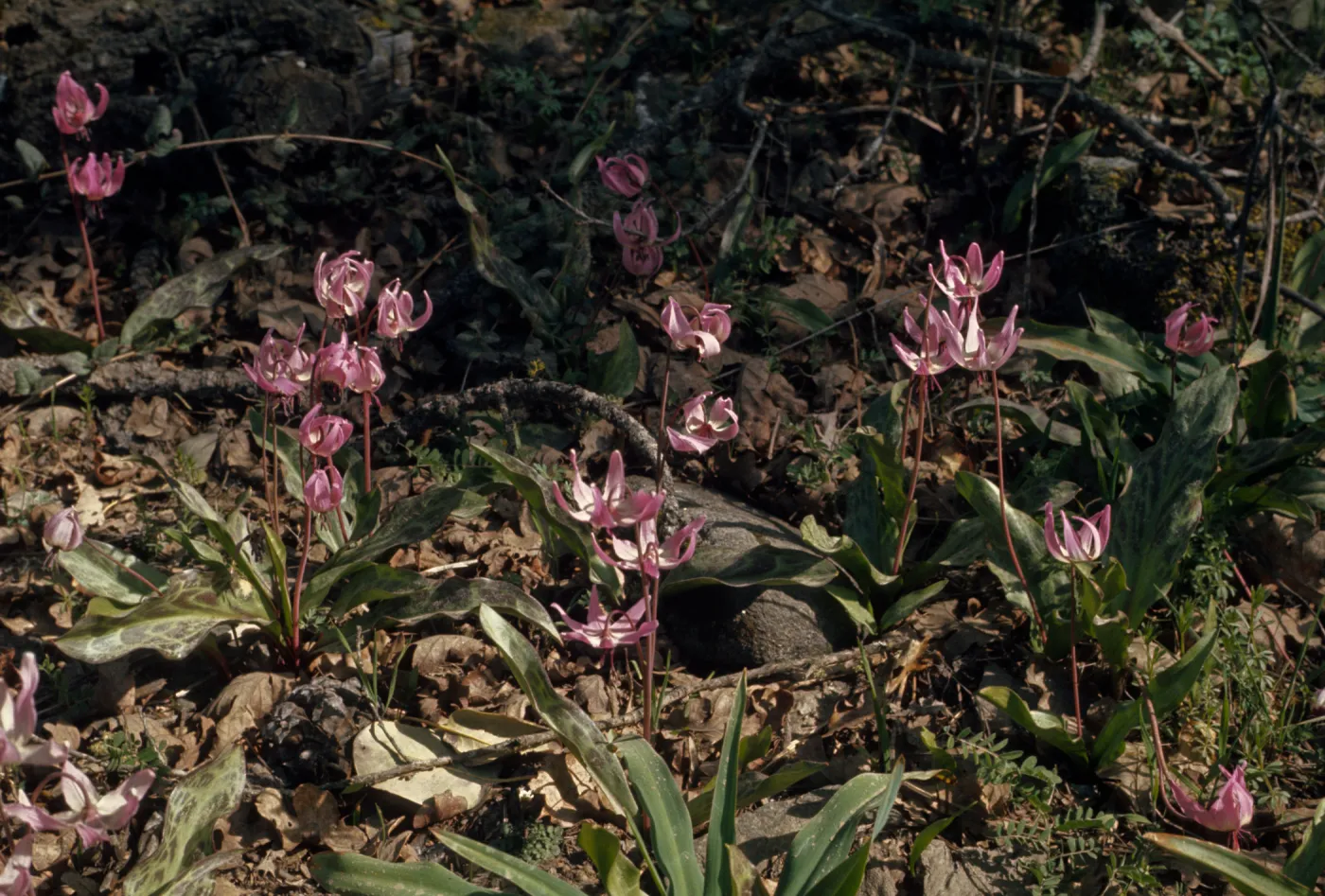 Erythronium hendersonii, lambstongue, Grants Pass, Oregon