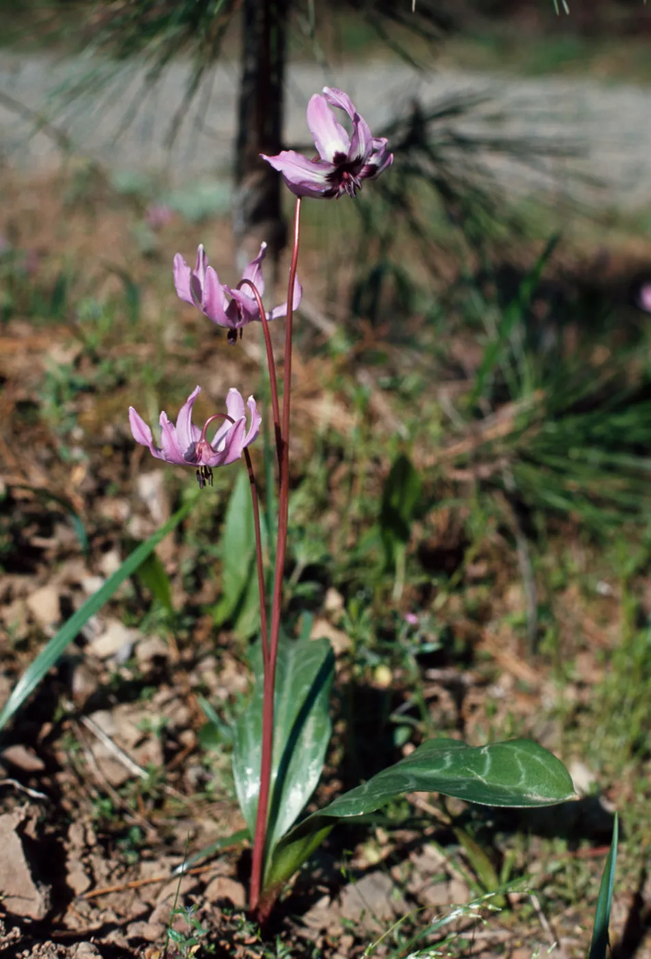 Erythronium hendersonii, lambs tongue, lily familyGrants Pass, Oregon