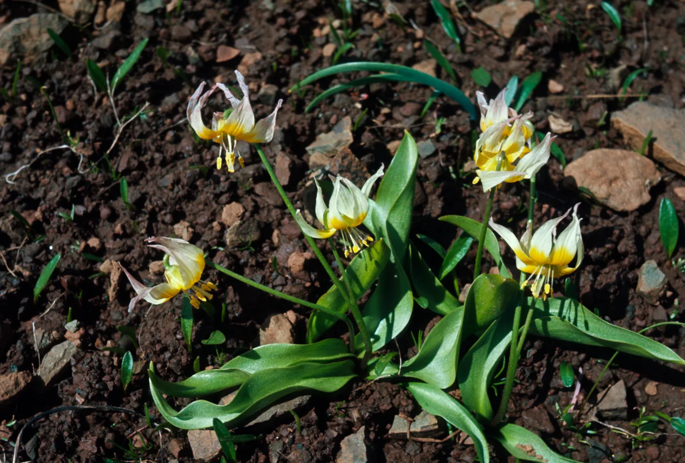Erythronium klamathense, Klamath Adders-tongue, Pilot Rock, Oregon