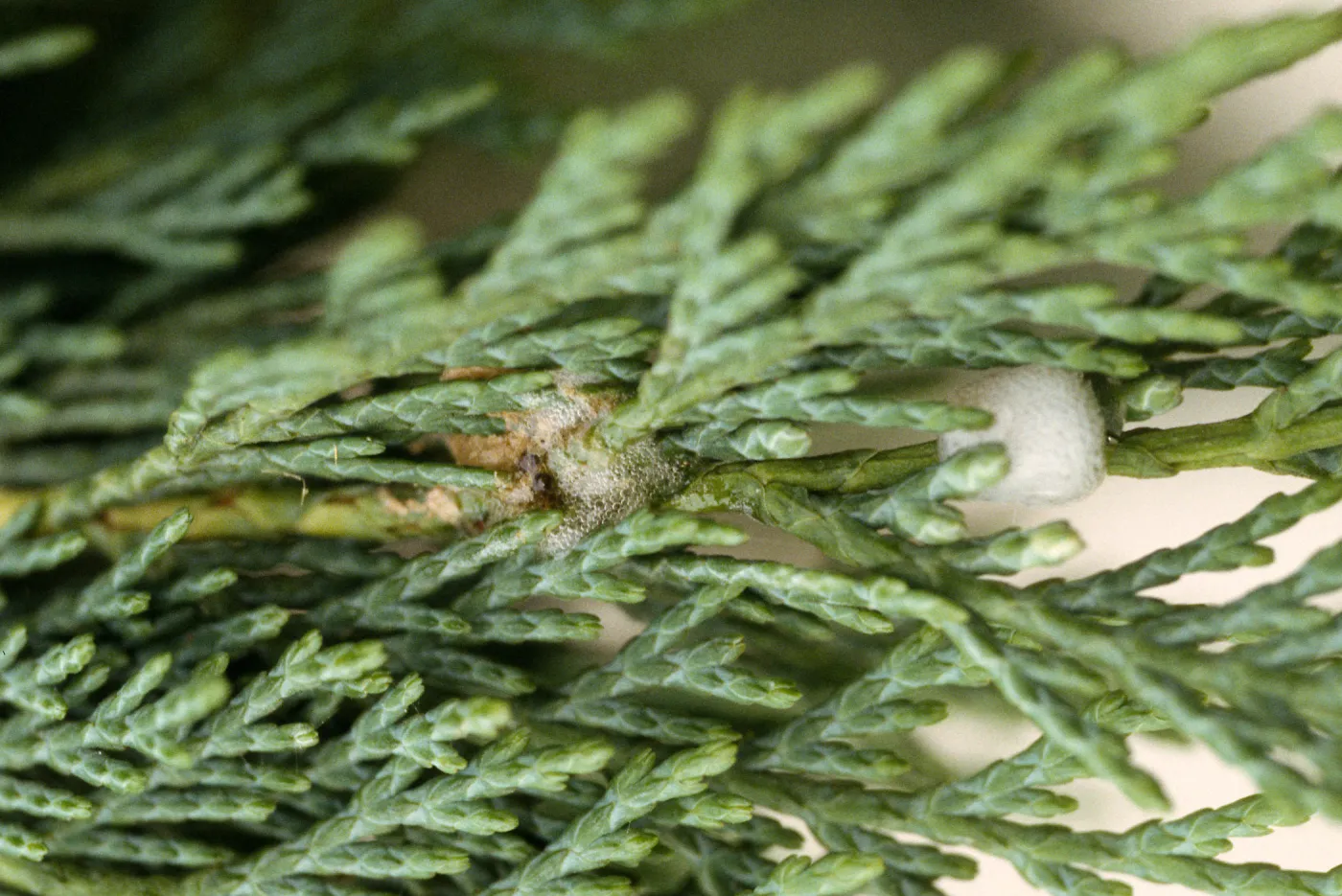 Plant Pests and Diseases, Spittlebug, Cedar
