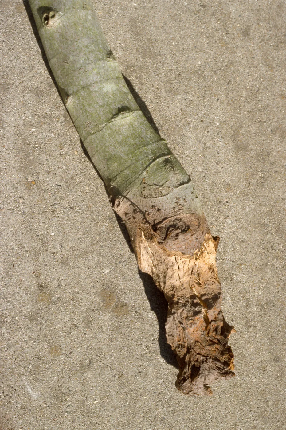 Plant Pests and Diseases, Gopher damage, Fig