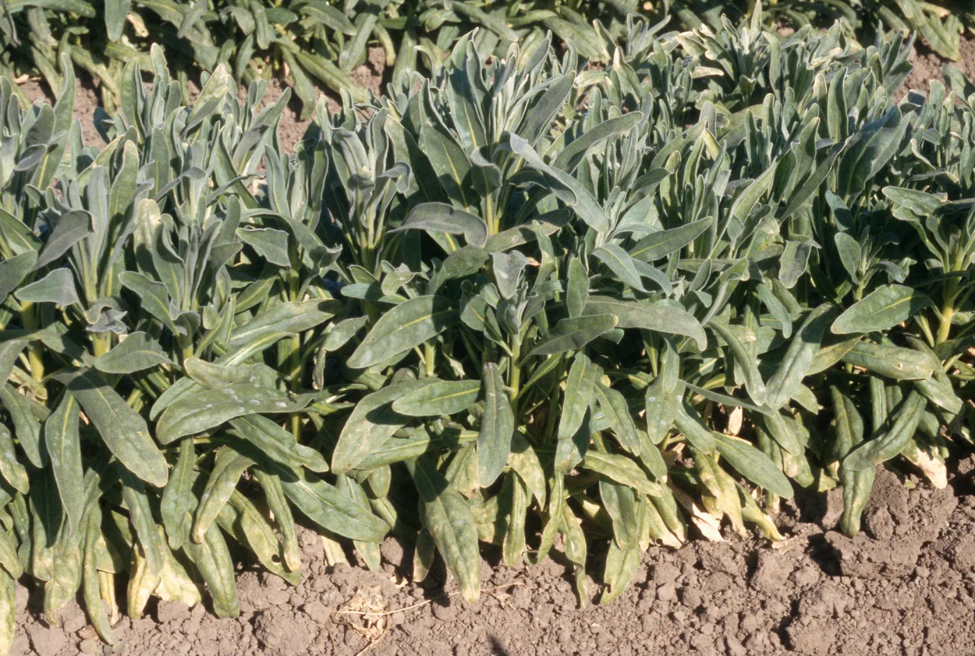 Plant Pests and Diseases, Downy mildew, Stocks