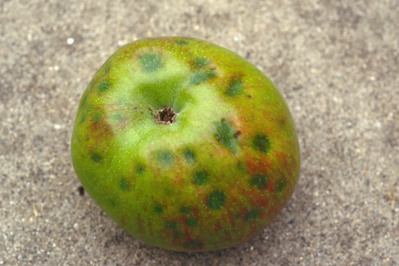 Plant Pests and Diseases, Bitter pit, Calcium deficiency, Apple